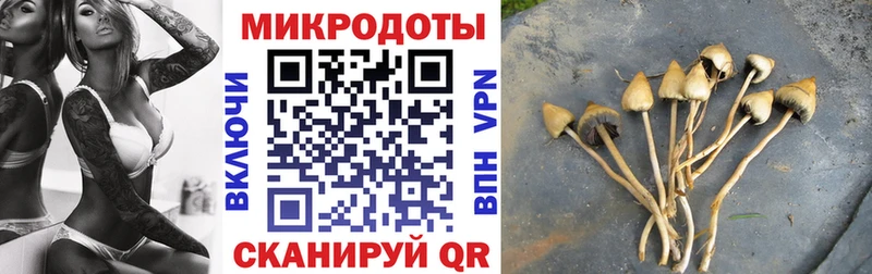 купить наркоту  Циолковский  блэк спрут как войти  Галлюциногенные грибы Psilocybe 